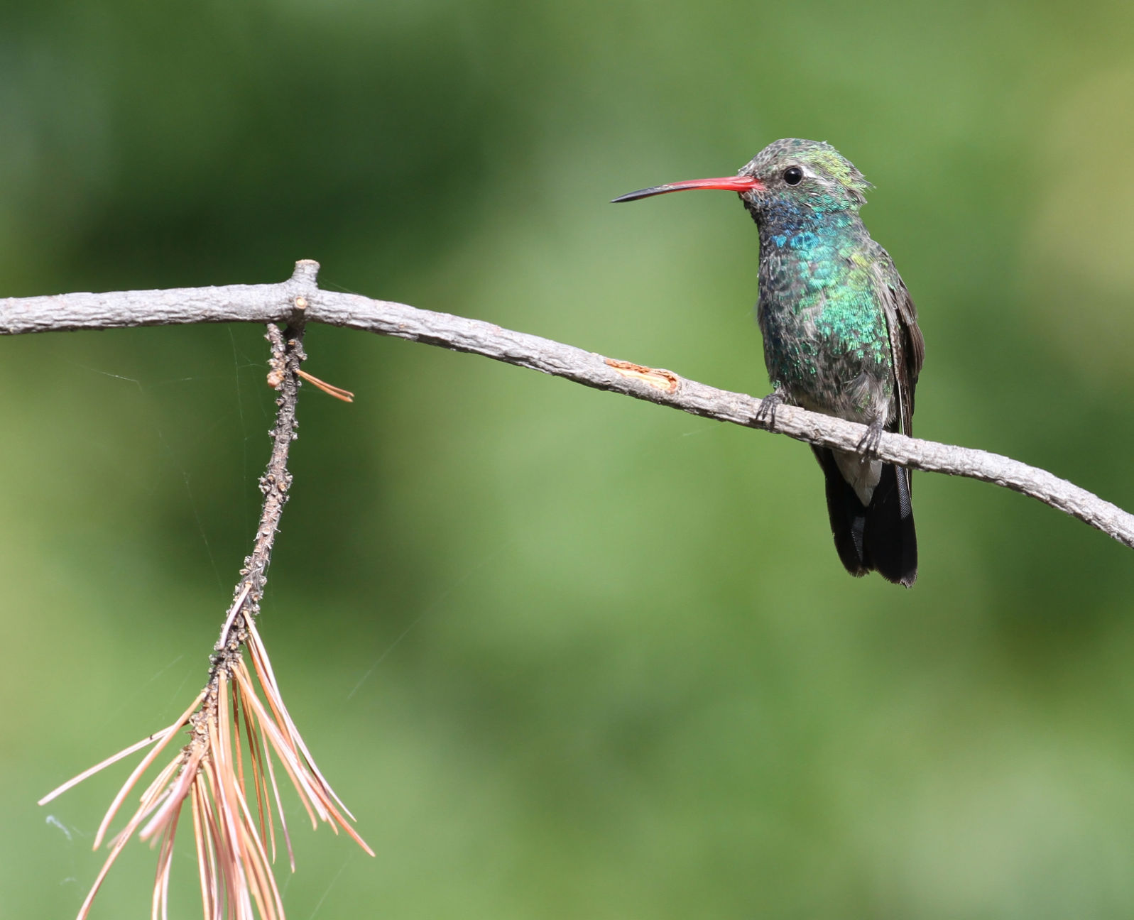 Hummingbirds from backyards and beyond